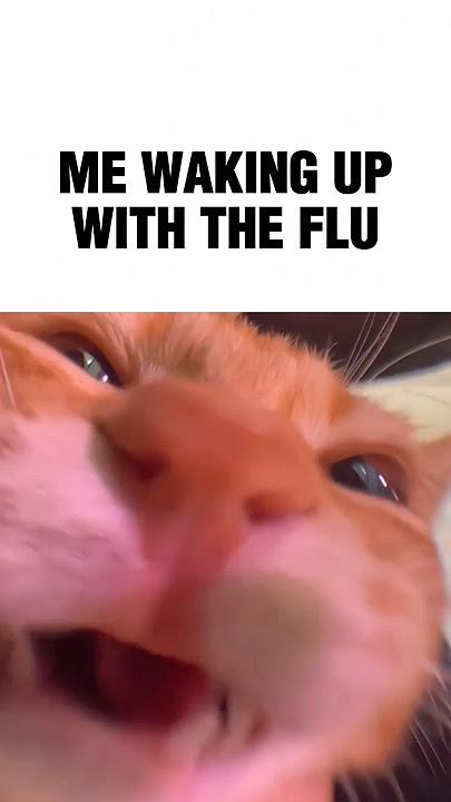 No!! Not again! 😿 #memes #cat #funny #kitten