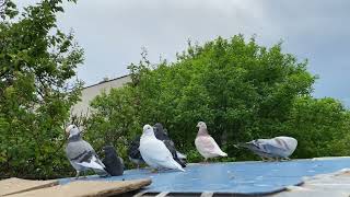 Young pigeons and old pigeons