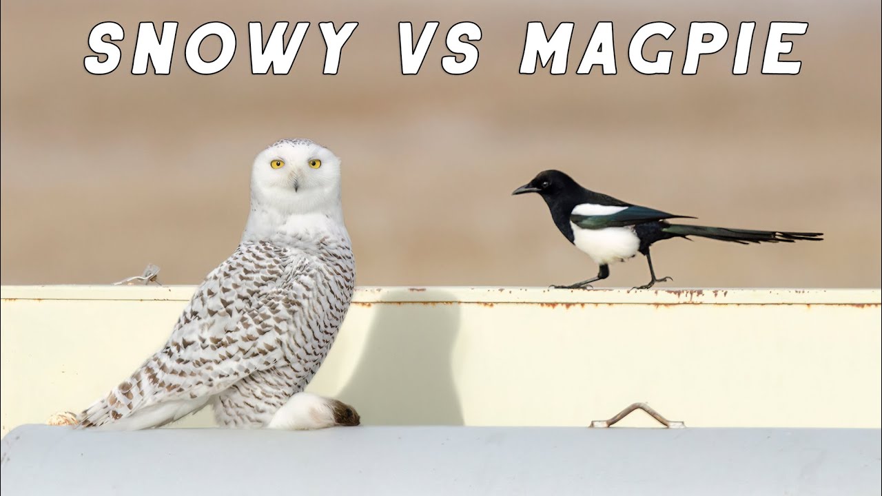 Naughty Magpie is After Snowy Owl's Lunch. Alberta, Canada. YouTube