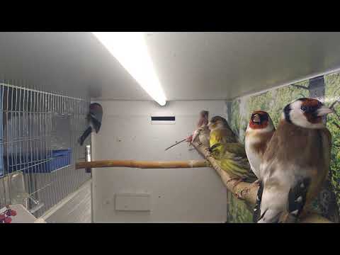 Содержание певчих птиц в домашних условиях видео