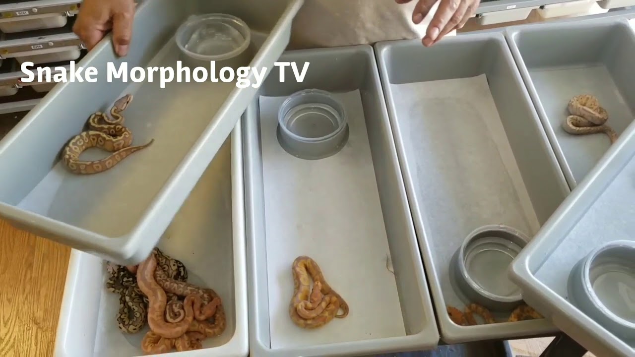 camera iphone 8 plus apk Snake morphology banana clown hypo moja e wow