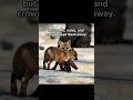During Covid-19 Lockdown, Animals Roamed The Empty Cities #truestory #covid #quarantine #usa #animal