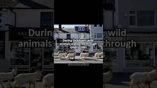 During Covid-19 Lockdown, Animals Roamed The Empty Cities #truestory #covid #quarantine #usa #animal