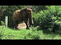 Huge,Majestic African Elephant At  Mysore zoo Mysore Tourism