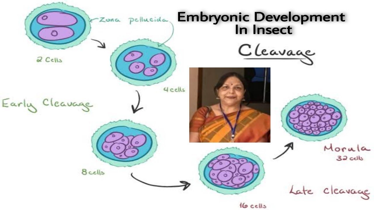 Embryonic Development In Insect - Dr. Kalpana Sharma. - YouTube