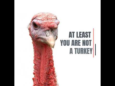 Thankful I'm not a Turkey - YouTube
