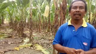 1 Petani 1 Tip : Jarak Tanam Pisang