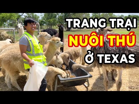Video: 10 thú cưng kỳ lạ hợp pháp ở Texas
