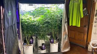 Can’t wait to flip these ladies using the new lightComing soon!@KindLEDGrowLights @primesuperiorgrow