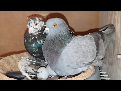 Pigeons reaction to returning to clean nest boxes...