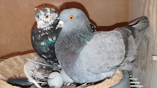Pigeons reaction to returning to clean nest boxes...