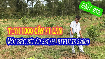 Béc tưới Rivulis S2000 tưới Thanh Long tại Nghệ An [Nông nghiệp]