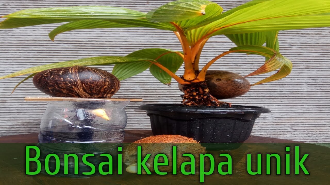  Cara  membuat  bonsai kelapa  batok  nungging dari  nol YouTube