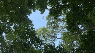 꾀꼬리 Observing The Black-Naped Oriole