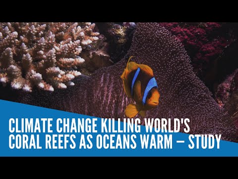 Climate change killing world's coral reefs as oceans warm — study