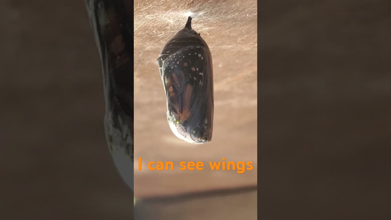 How To Tell When A Monarch Butterfly Will Emerge Butterflies Monarchbutterfly Naturelovers
