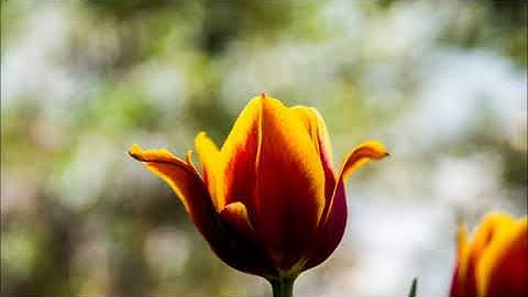 سورة القصص (الشيخ محمد المحيسني)