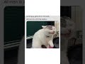 #radius #meme #cat #cutecat #silly #music #meme #funny #funnymemes #funnypictures #manifestedit