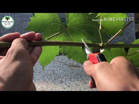 Video: Nho: cắt tỉa vào mùa hè và mùa xuân