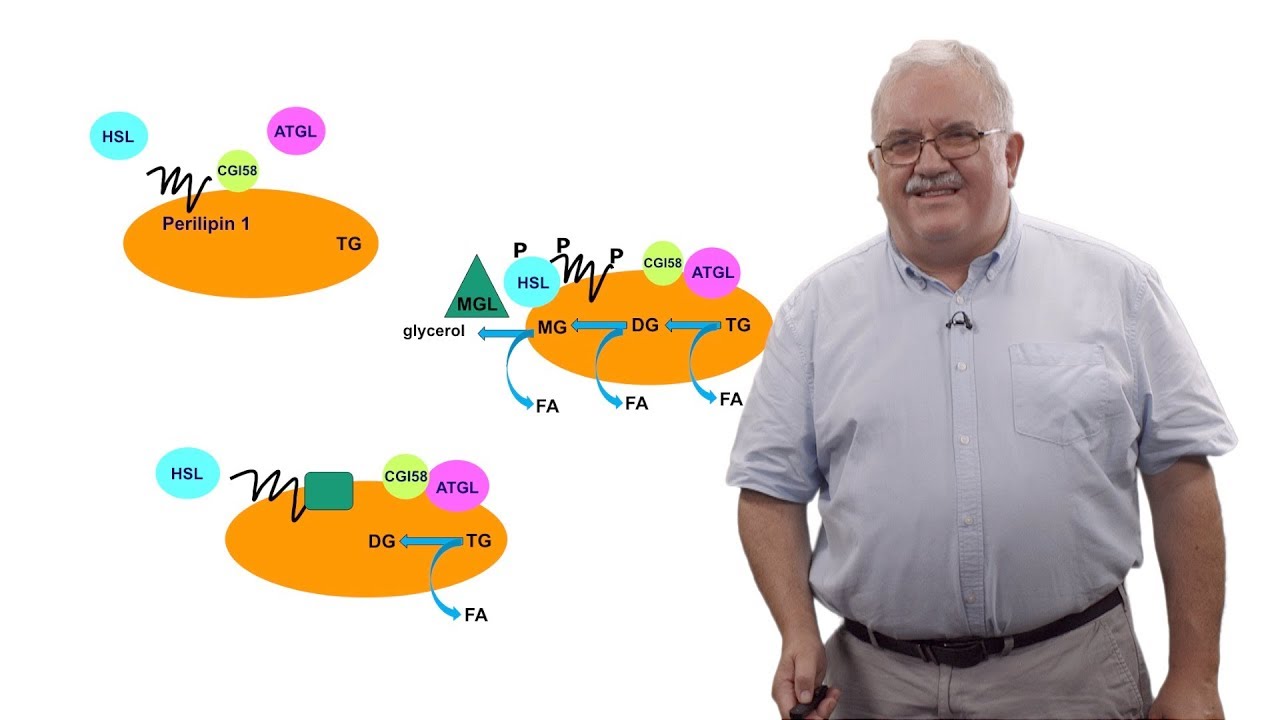 Stephen O'Rahilly (Cambridge) 2: Why Does Obesity Lead to Adverse Health Outcomes?