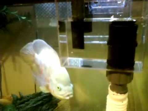 MINI DIY Overflow Box 100% In town parts!! with How to FUNNY! - YouTube