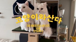 The House Full of Cats | VLOG | CATVLOG