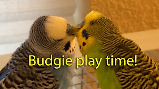 Kiwi and Pixel the Parakeets bring early morning energy by Kiwi and Pixel the Parakeets 3,442 views 3 months ago 5 minutes, 3 seconds
