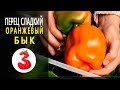 ПЕРЕЦ ОРАНЖЕВЫЙ БЫК толстые мясистые стенки. Гавриш.