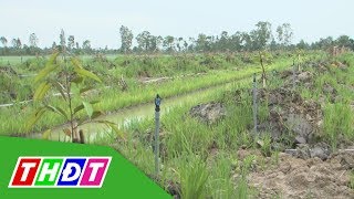 Lựa chọn cây trồng khi lên vườn | Tái cơ cấu nông nghiệp | THDT