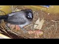 How to foster using society finches