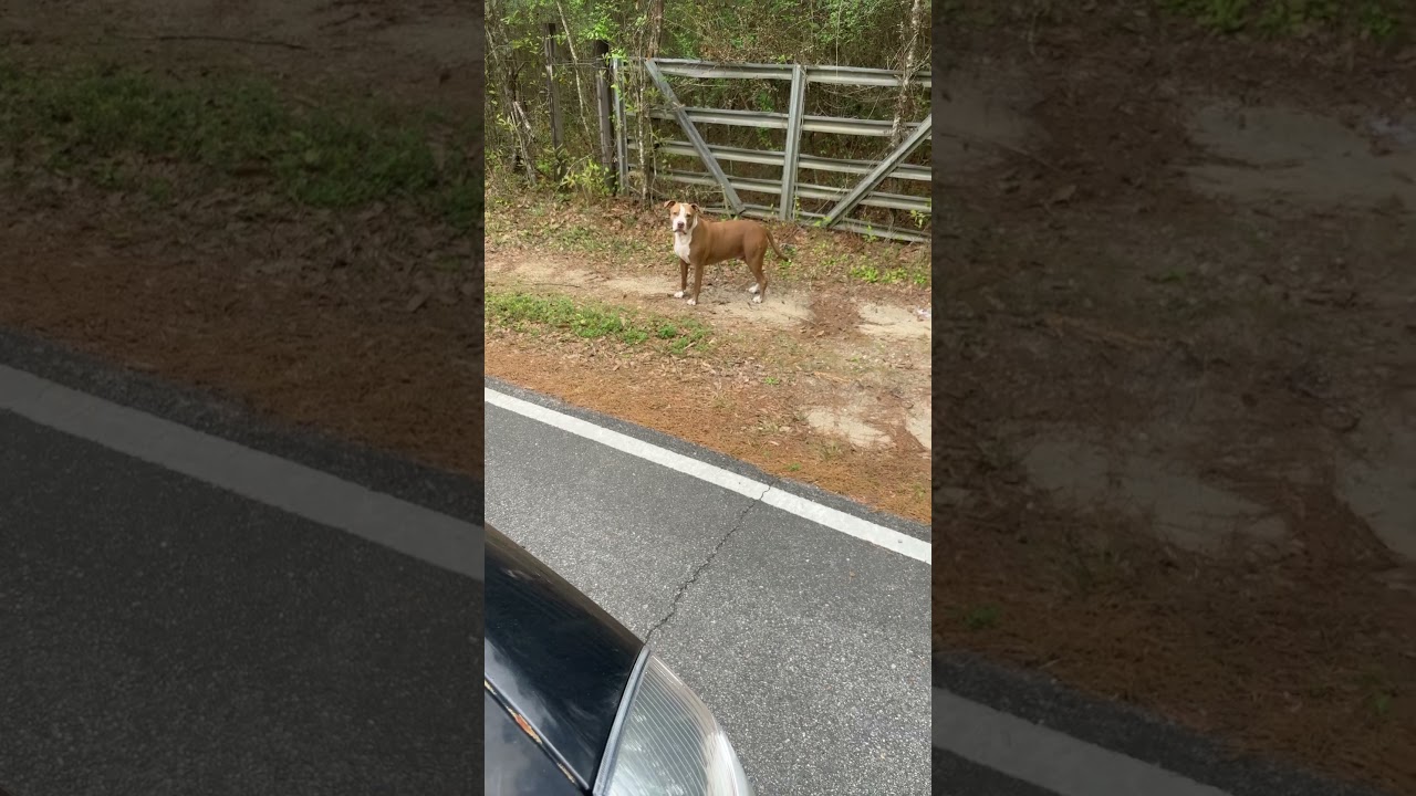 Random pretty dog cameo as a dog ,dog wandering the street with friends 