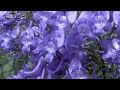 ジャカランダが開花(宮崎県日南市)