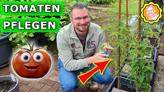 Tomatenpflege im Frühjahr / Sommer: Tipps für das Ausgeizen, Mulchen und Düngen für gesunde Pflanzen