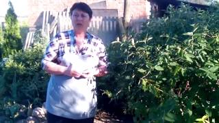 Жимолость - растение с крепкими жилками Жимолость - растение с крепкими жилками