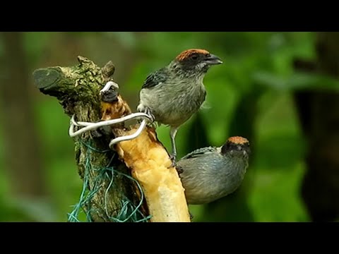 在 YouTube 上观看 Birds in sinharaja rain forest |  Bird and rain | The rain bird