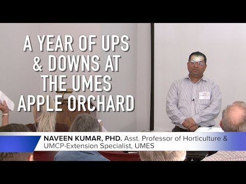 Video: Growing Snapp Stayman Apples: How To Care For Snapp Staymans