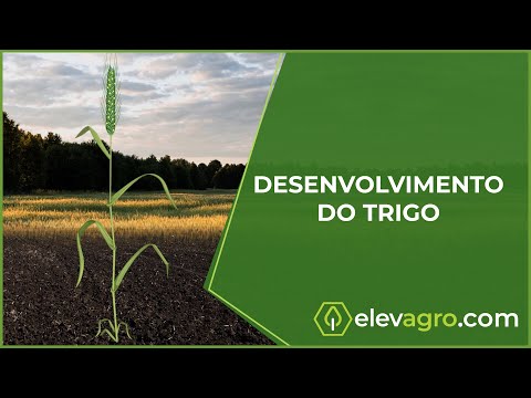 Vídeo: Qual solo é bom para o cultivo de trigo?