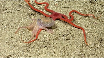 Coral Connections | Vertical Reefs of the Galápagos - Week 3
