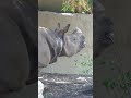 Greater One-horned Rhinoceros Marshall Earth Day LA Zoo Los Angeles California April 22, 2026