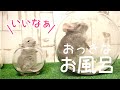 成長期のチンチラの赤ちゃんにおっきなお風呂をプレゼントしたら大喜び！！【チンチラ赤ちゃん日記　その23】Chinchilla's Baby Diary 23