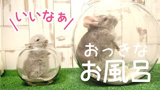 成長期のチンチラの赤ちゃんにおっきなお風呂をプレゼントしたら大喜び！！【チンチラ赤ちゃん日記　その23】Chinchilla's Baby Diary 23