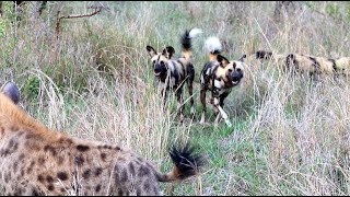 Wild Dogs Try to Steal Their Kill Back From Hyenas