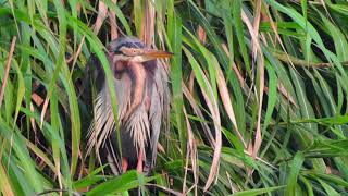 紫鷺 Purple Heron