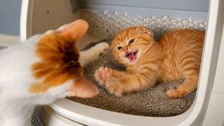 They don't want the kitten.