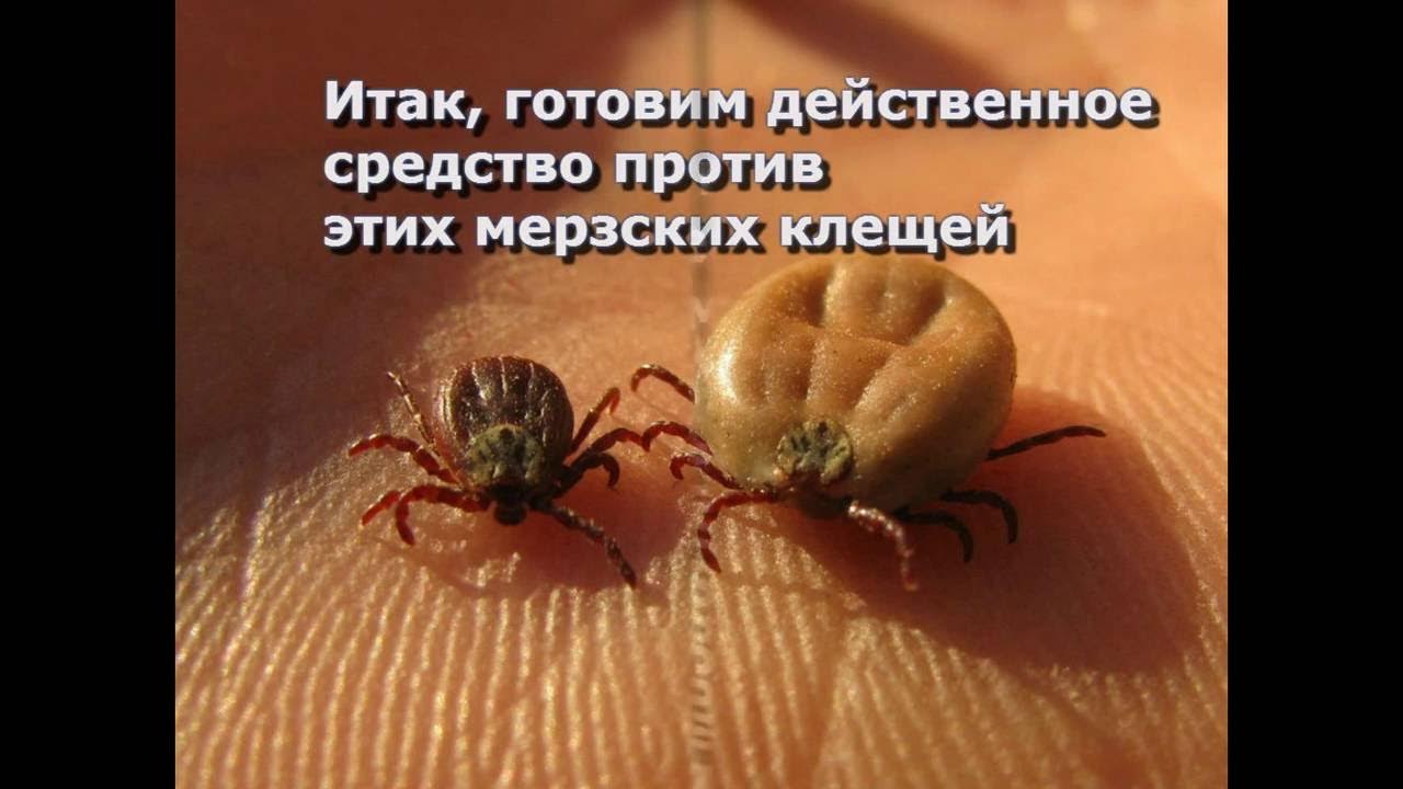 Спрей от клещей готовим сами - YouTube