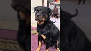 Mother Diana plays with babies #mydaughterdiana #rottweiler #dog