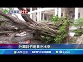 逢甲大學碩士生樹倒喪命