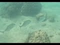 Low Isles - GBR
