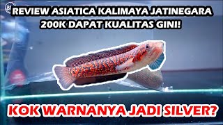 REVIEW ASIATICA KALIMAYA BELI DI JATINEGARA!