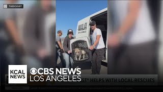 "The Dogist" helps rescue pets displaced by Los Angeles fires